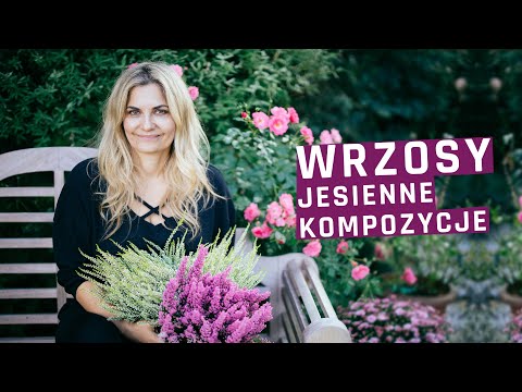 Heathers for the balcony, terrace, garden, and home. Compositions and requirements. How to care f...