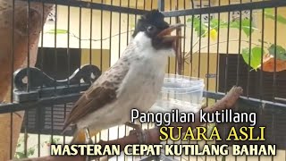 Download lagu Suara Burung Kutilang Gacor ASLI Tanpa isian, Ampuh untuk Pikat Kutilang bikin kutilang Ribut gacor mp3
