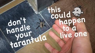 Dropping a Plump Tarantula would’ve Exploded the Abdomen