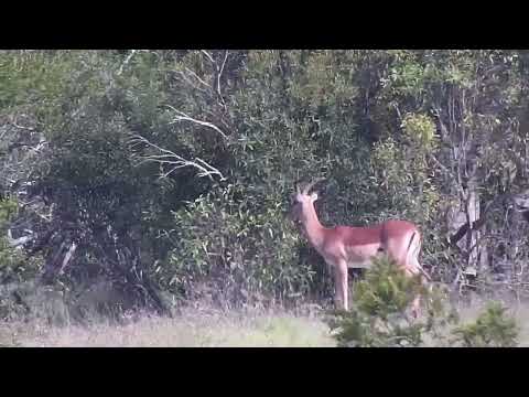 Djuma: Impala ram - 15:41 - 11/12/2023