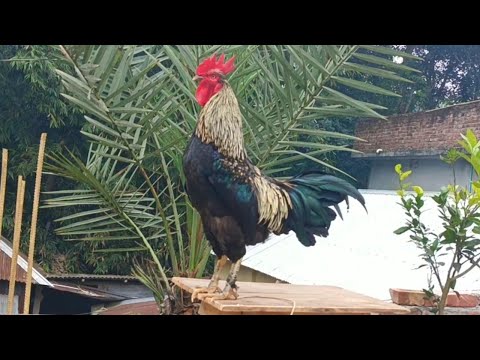 The biggest roosters compilation - Crowing roosters of more than 100 heritage chicken breeds!