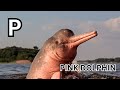 Whale And Dolphin Alphabet Adventure ABC Song For Kids Learning English