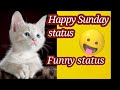 Happy Sunday Status Funny Sunday Status Happy Sunday Happy Sunday Whatsapp Status Shorts