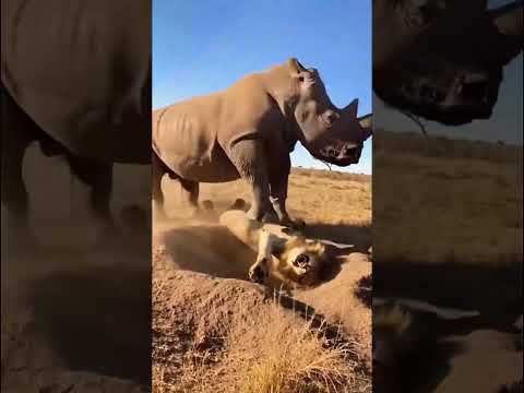 Amazing weapons of animals.動物たちの驚くべき武器