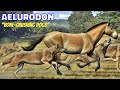 Aelurodon (Bone-Crushing Dogs)