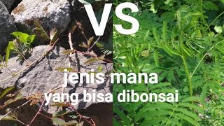 Download lagu JANGAN SEMBARANGAN AMBIL JENIS PUTRI MALU YANG BISA DIBONSAI / BONSAI PUTRI MALU ATAU MIMOSA PUDICA mp3 Download lagu JANGAN SEMBARANGAN AMBIL JENIS PUTRI MALU YANG BISA DIBONSAI / BONSAI PUTRI MALU ATAU MIMOSA PUDICA mp3