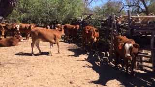preview picture of video 'Becerras Beefmaster. Destete para nueva camada de vaquillas Rancho El Alamillo'