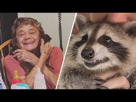 This Grandma Loves and Cares For Baby Raccoons