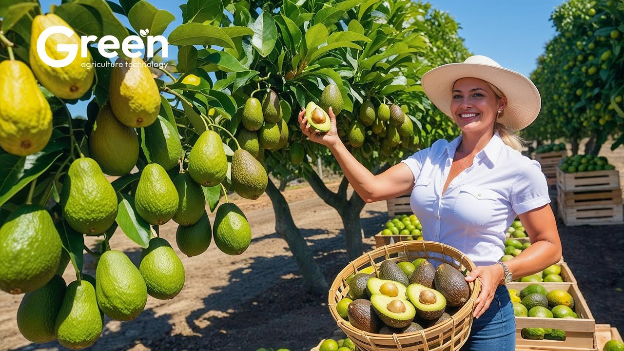 How to MILLIONS tonts of Avocado Harvested & Processed 🥑 | Agriculture Technology