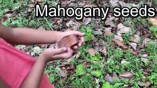 Mahogany seeds (flying seeds) sky fruit seed