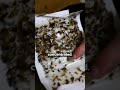 How to get rid of a cockroach infestation