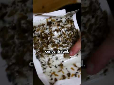 How to get rid of a cockroach infestation
