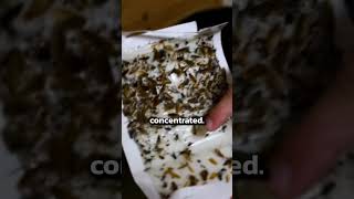 How to get rid of a cockroach infestation