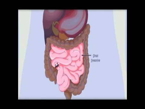 消化系統 人體給孩子看 身體如何工作 makemegenius com (Digestive System  Human Body for Kids How Body Works  makemegenius com)