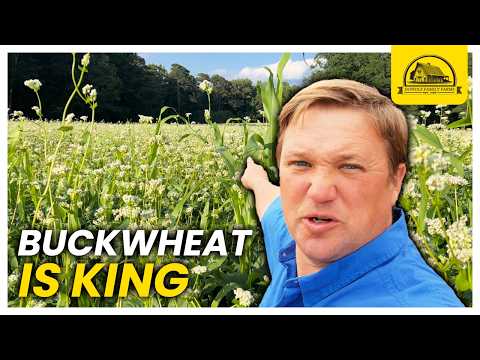 Why Buckwheat May Become Your Favorite Crop to Grow for Pastured Pigs