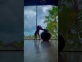 Hopper Ball Effective Workout Workout Hopper Abs Legworkout