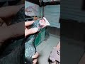 Masha Allah Zabrdast Murgi H Asi Kisi Bhai K Passs Shoq Chak Krwao