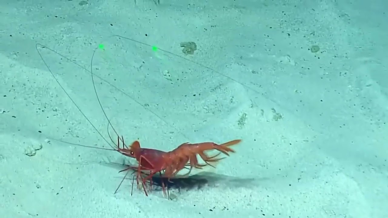 Wha you know Bout Mangroves