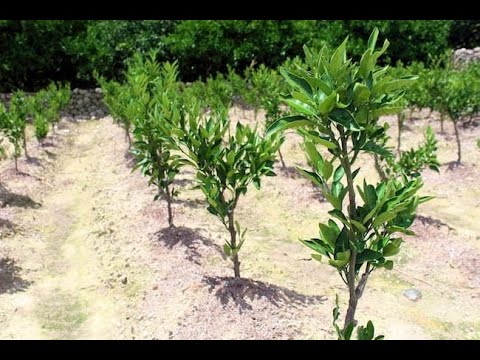 雨は果樹にどのような影響を与えますか?効果的に雨を防ぐことができるでしょうか?  庭園