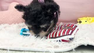 ハーフ犬の動画01