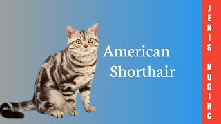 Download lagu Kucing American Shorthair mp3