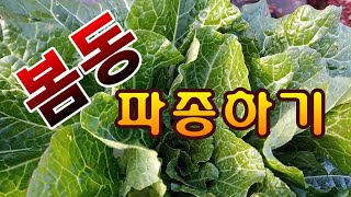 [텃밭농부.824]  봄동을 파종하는 방법 #봄동재배