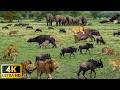 4K African Wildlife Serengeti National Park Relaxing Music With Video About African Wildlife