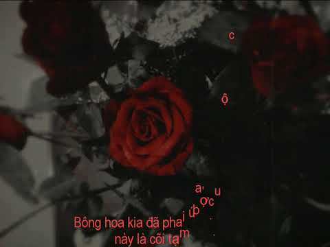 Nụ hồng mong manh (Rap version) - Nhím Coldly