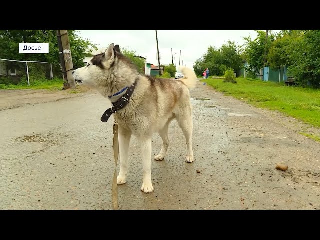 Детям хотят запретить выгуливать бойцовых собак