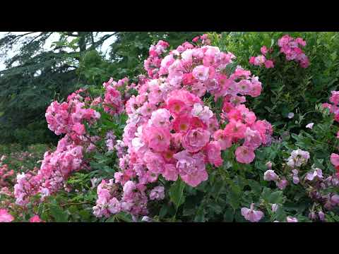 Colorful Blooming Flowers in a Garden During Springtime