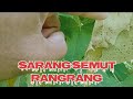 Semut Rangrang Membuat Sarang Baru Awalkariango Youtube