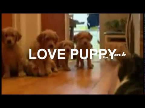 Coco Steel & Lovebomb - Love Puppy