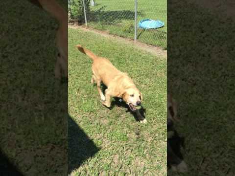 Boudreaux #5, an adopted Yellow Labrador Retriever in Killingworth, CT_image-1