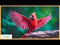 The Most Beautiful Birds of North America — A Living Canvas of Wings and Song DEFAULT Thumbnail