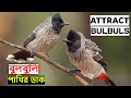 Bulbul Bird Sound | বুলবুলি পাখির ডাক | Red Vented Bulbul Call | Bulbul Song  @wildindiami