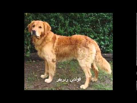 أنواع الكلاب .wmv