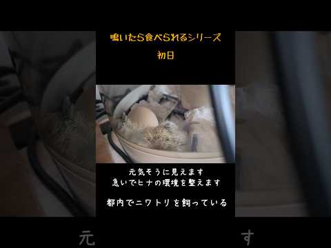 鶏が卵を食べるのですが、なぜですか?何をするか？それを避けるために取るべき6つのステップ  庭園