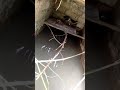 Ternak Ruak Ruak Kareo Wak Wak Kandang Ke Dua