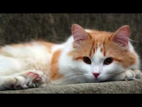 Epic Brookside Apartments in Atlanta, GA - ForRent.com