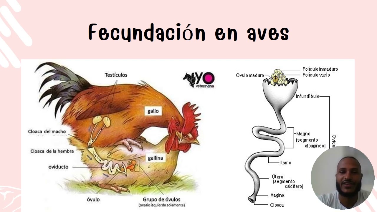 Fecundación en aves