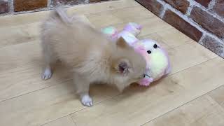 ハーフ犬の動画01