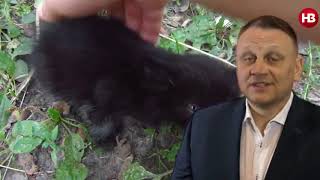 Кандидат в президенты выложил скучное видео на зеленом фоне. НВ добавило в него драйва