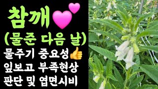 참깨???? 물주기 중요성???? 잎 보고 부족현상 판단 및 엽면시비????