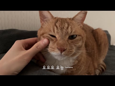 화장실 간 고양이 훔쳐 보는 음흉한 집사