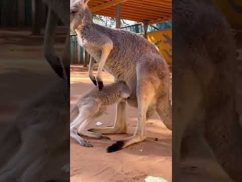 「カンガルーの陰謀」: カンガルーの物語の第 2 部が登場