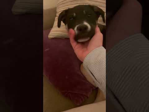 Chip, an adopted Cattle Dog & Australian Shepherd Mix in Tigard, OR_image-1