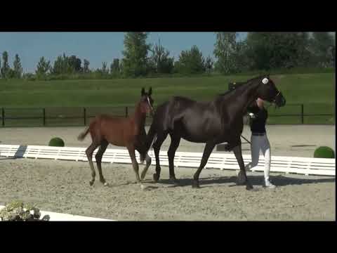 2023 Hengst - Florisdream - von Floriscount a.d. De Chocolate (Dancier)