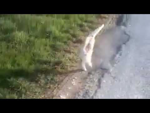 Amazing Weeded Cat I think