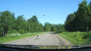 preview picture of video 'Сумасшедший Аист не боится машин! Stork is not afraid of cars!'