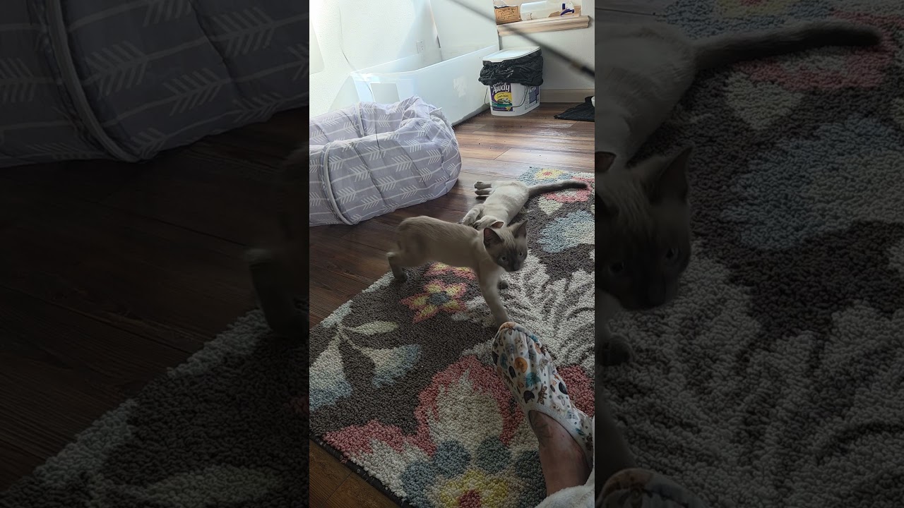 LAUREL & IVAN, an adopted Siamese in Campbellsport, WI video 2/2